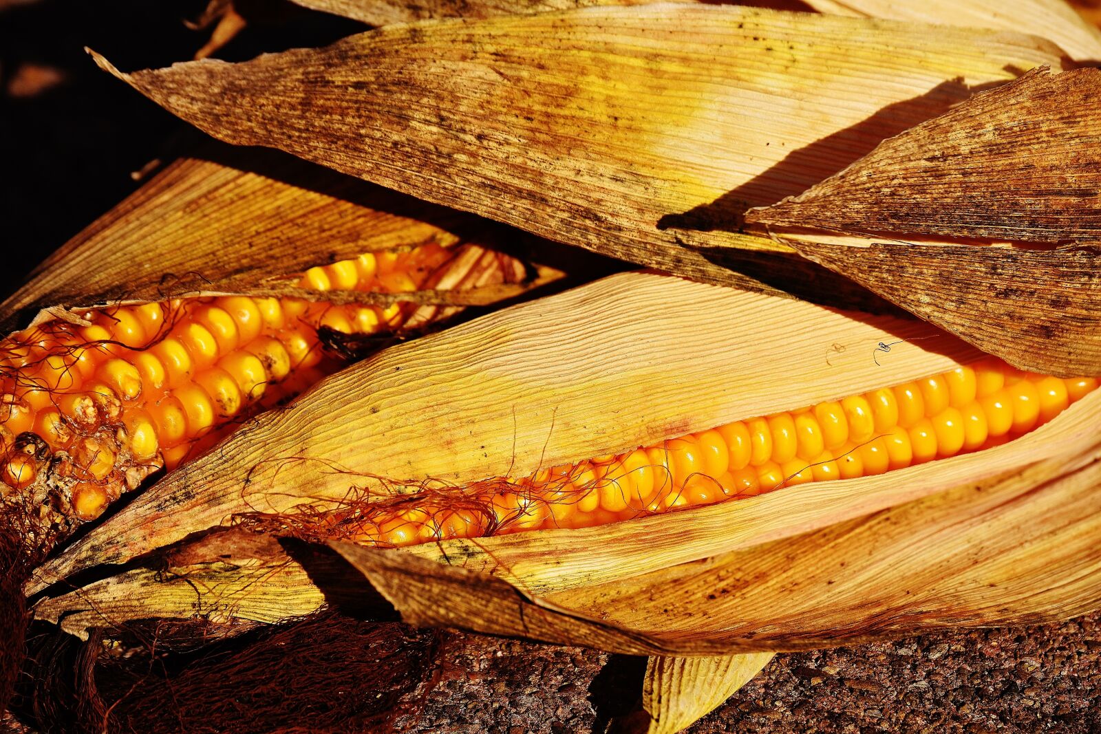 Nikon D7200 sample photo. Corn, vegetables, food photography