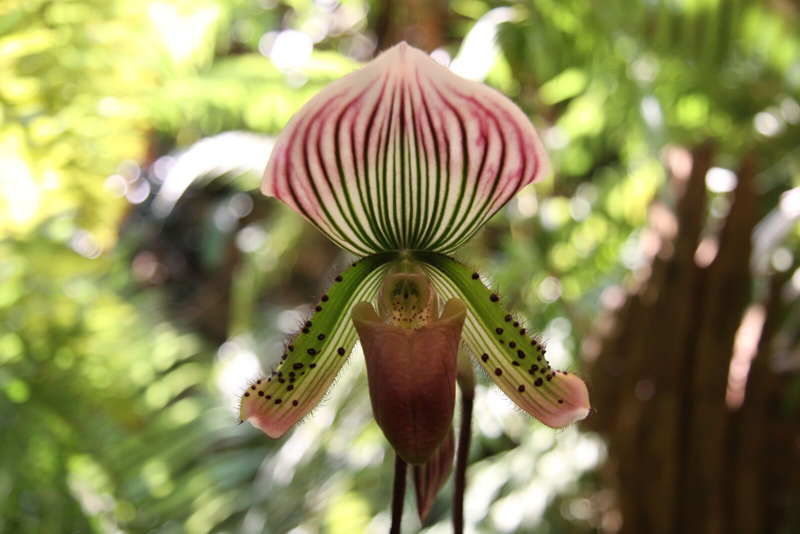 Canon EOS 50D sample photo. Orchid, flower, plant photography