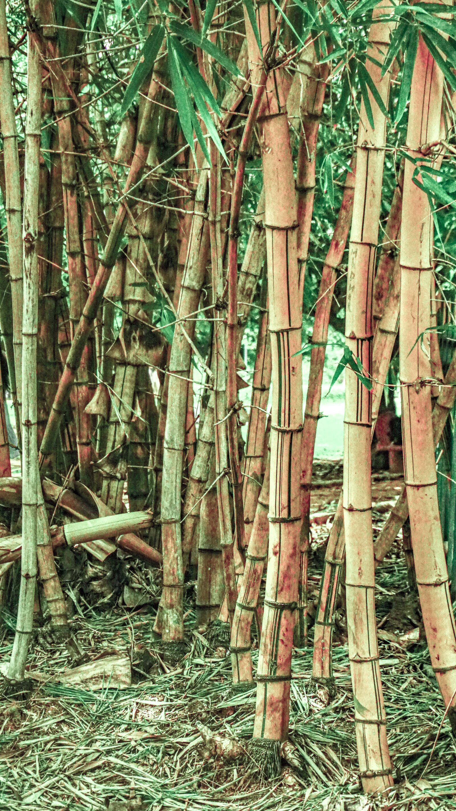 Sony E 16-50mm F3.5-5.6 PZ OSS sample photo. Bamboo, tree, natural photography