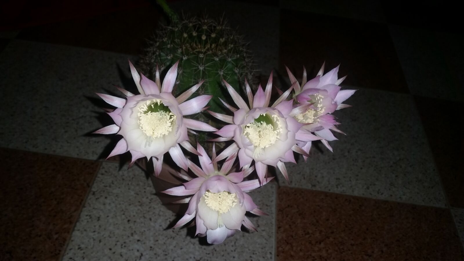 Samsung Galaxy S5 sample photo. Plants, cactus, garden photography