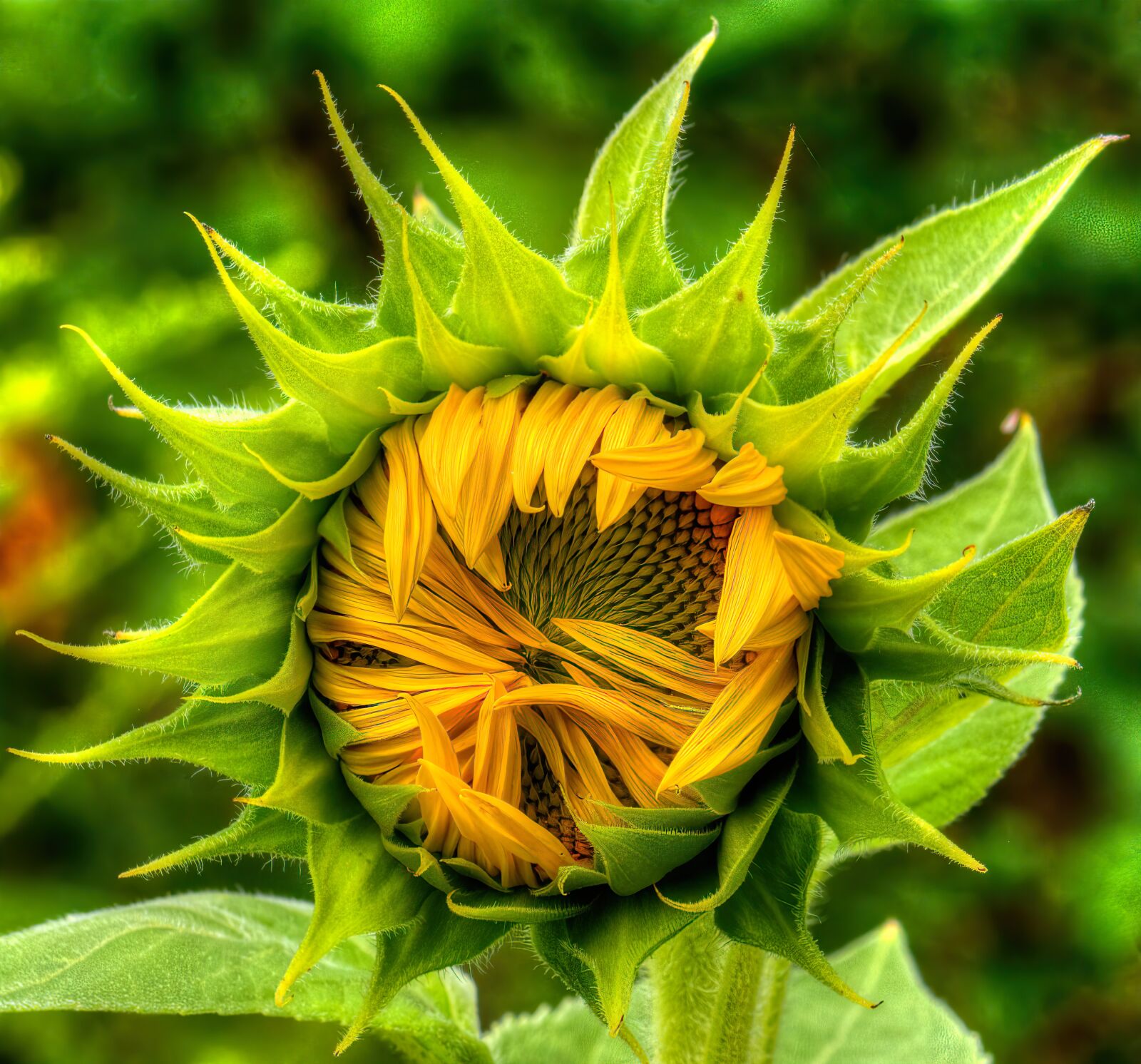 Nikon D7100 sample photo. Sunflower, flower, yellow photography