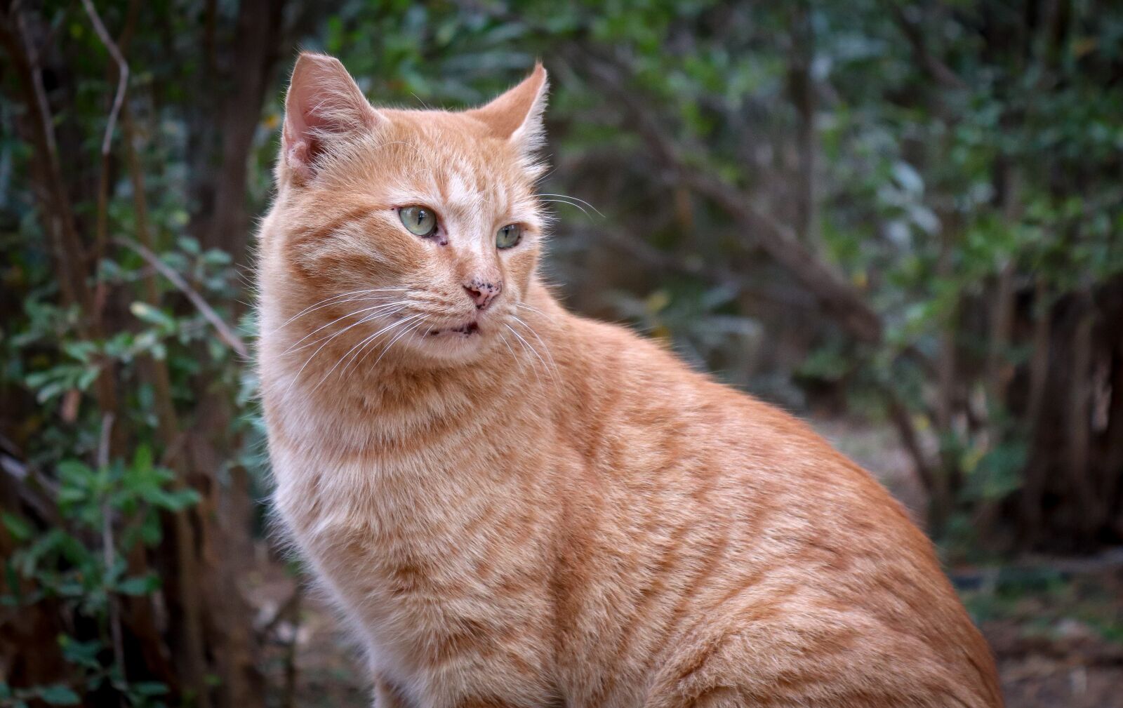 Canon EOS 200D (EOS Rebel SL2 / EOS Kiss X9) sample photo. Domestic cat, animal, pet photography