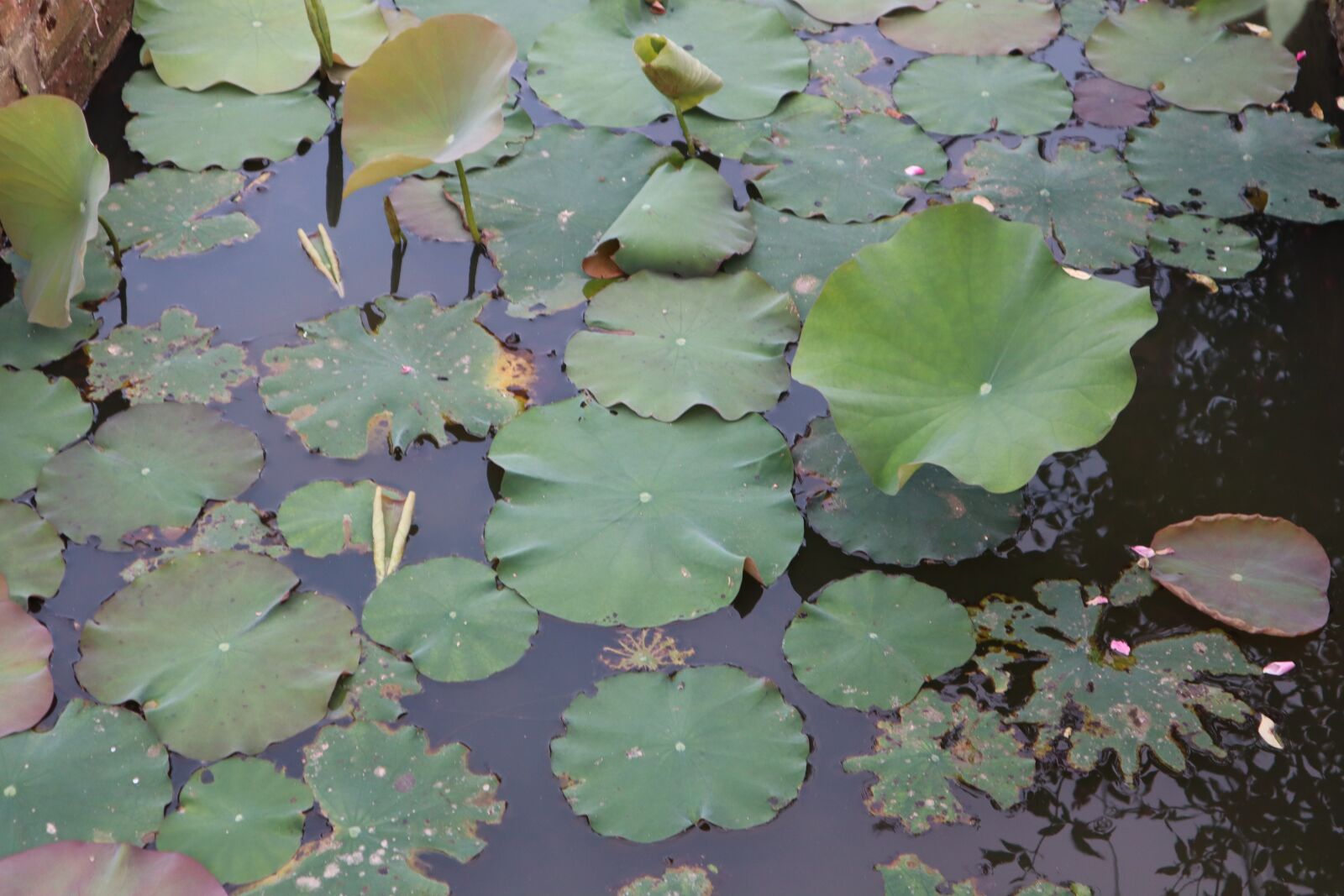 Canon EOS M50 (EOS Kiss M) sample photo. Flower, the leaves, water photography