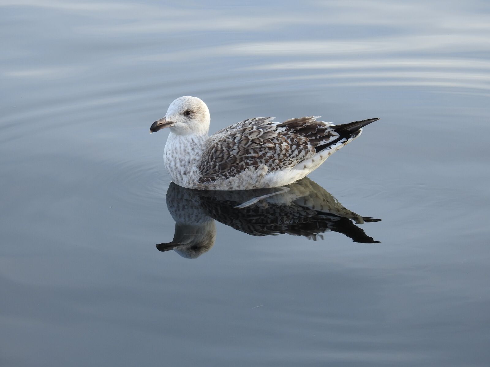 Nikon Coolpix P900 sample photo. Bird, seagull, marine life photography