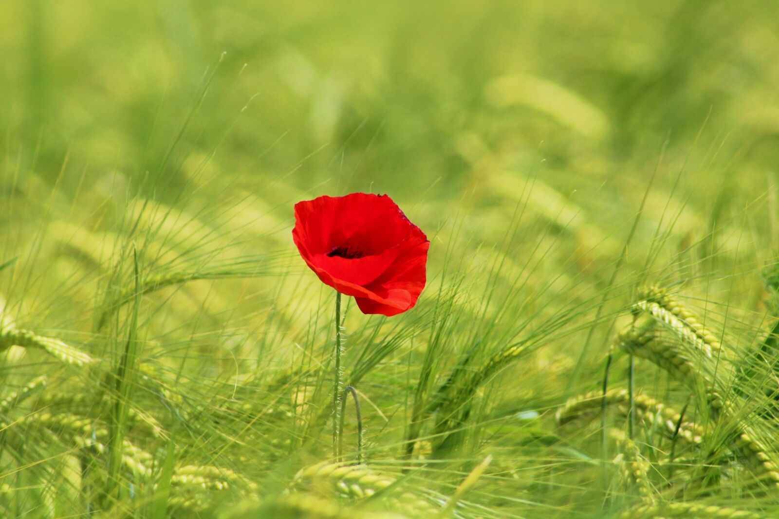 Canon EOS 2000D (EOS Rebel T7 / EOS Kiss X90 / EOS 1500D) sample photo. Poppy, field, klatschmohn photography