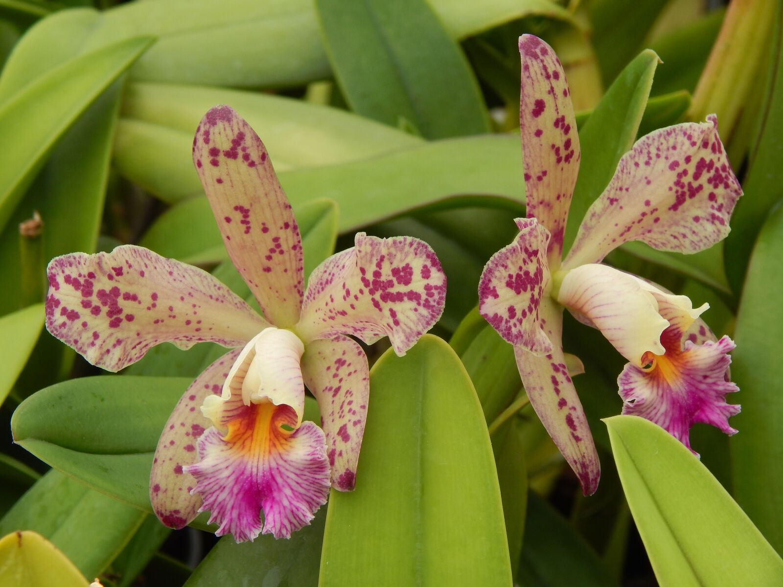Nikon Coolpix L820 sample photo. Orchid, exotic, blossom photography