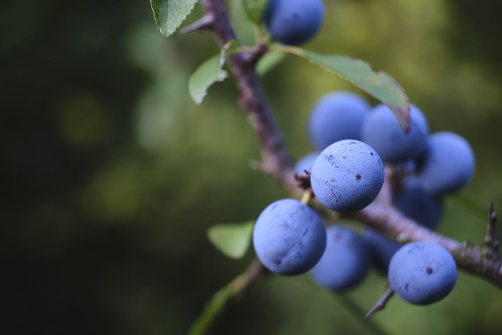 Fujifilm XF 18-55mm F2.8-4 R LM OIS sample photo. Schlehe, blackthorn, heckendorn photography