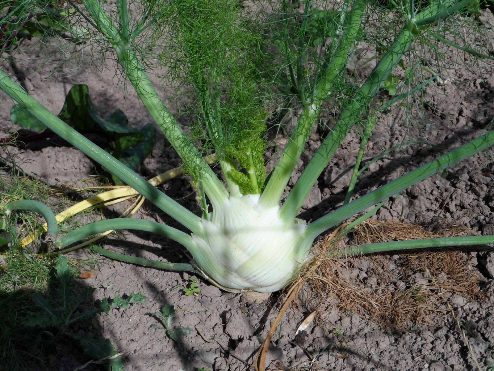Samsung WB150 / WB150F / WB152 / WB152F / WB151 sample photo. Fennel, tuber, grow photography