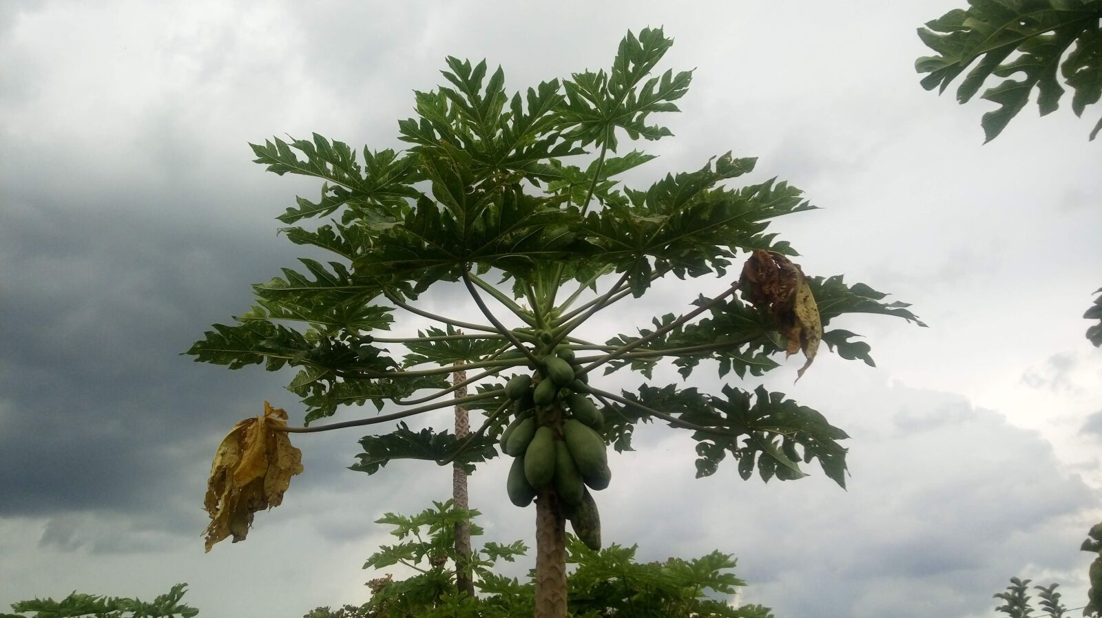 LG K430TV sample photo. Sky, cloud, fruit photography