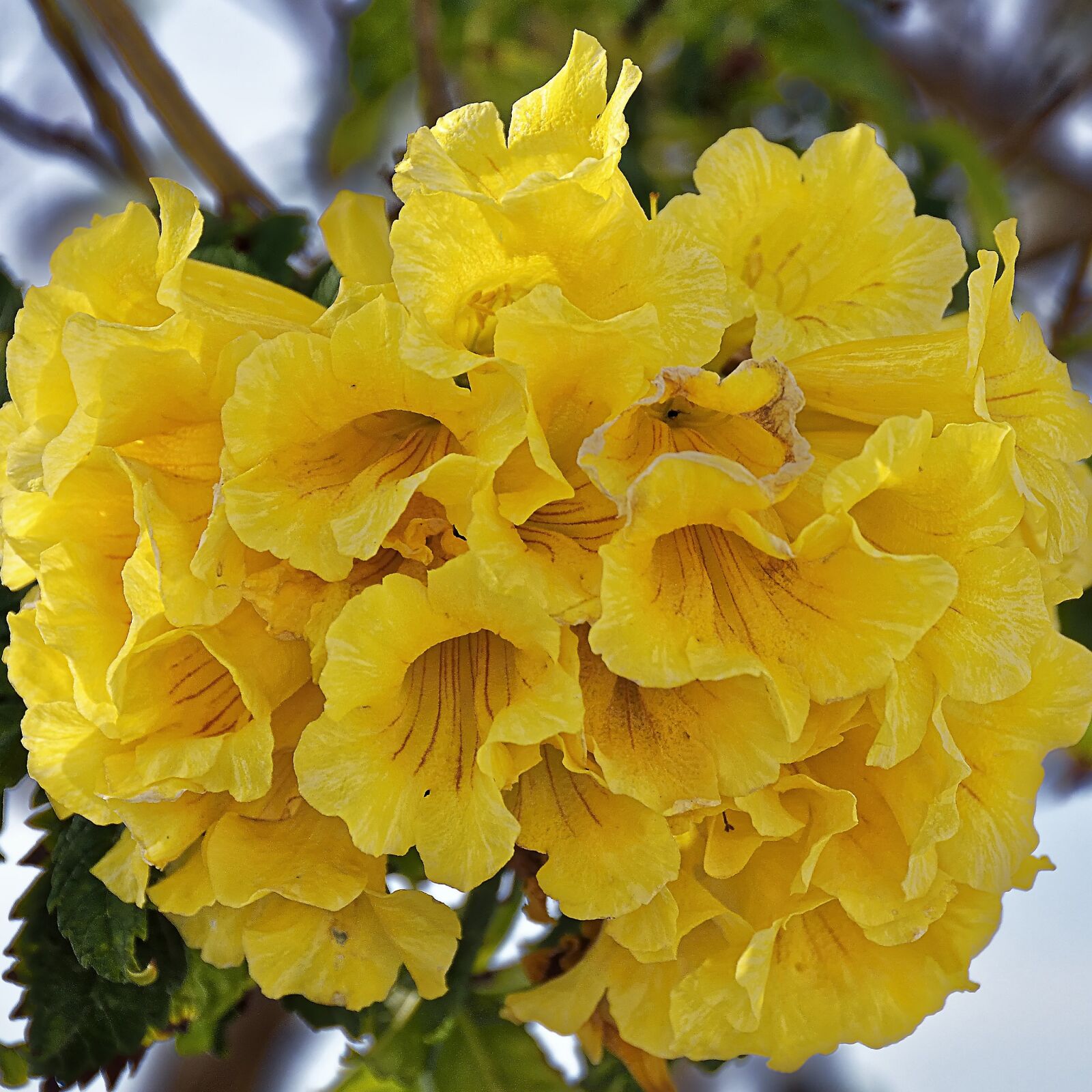 Nikon D7000 sample photo. Cyprus, flowers, plant photography