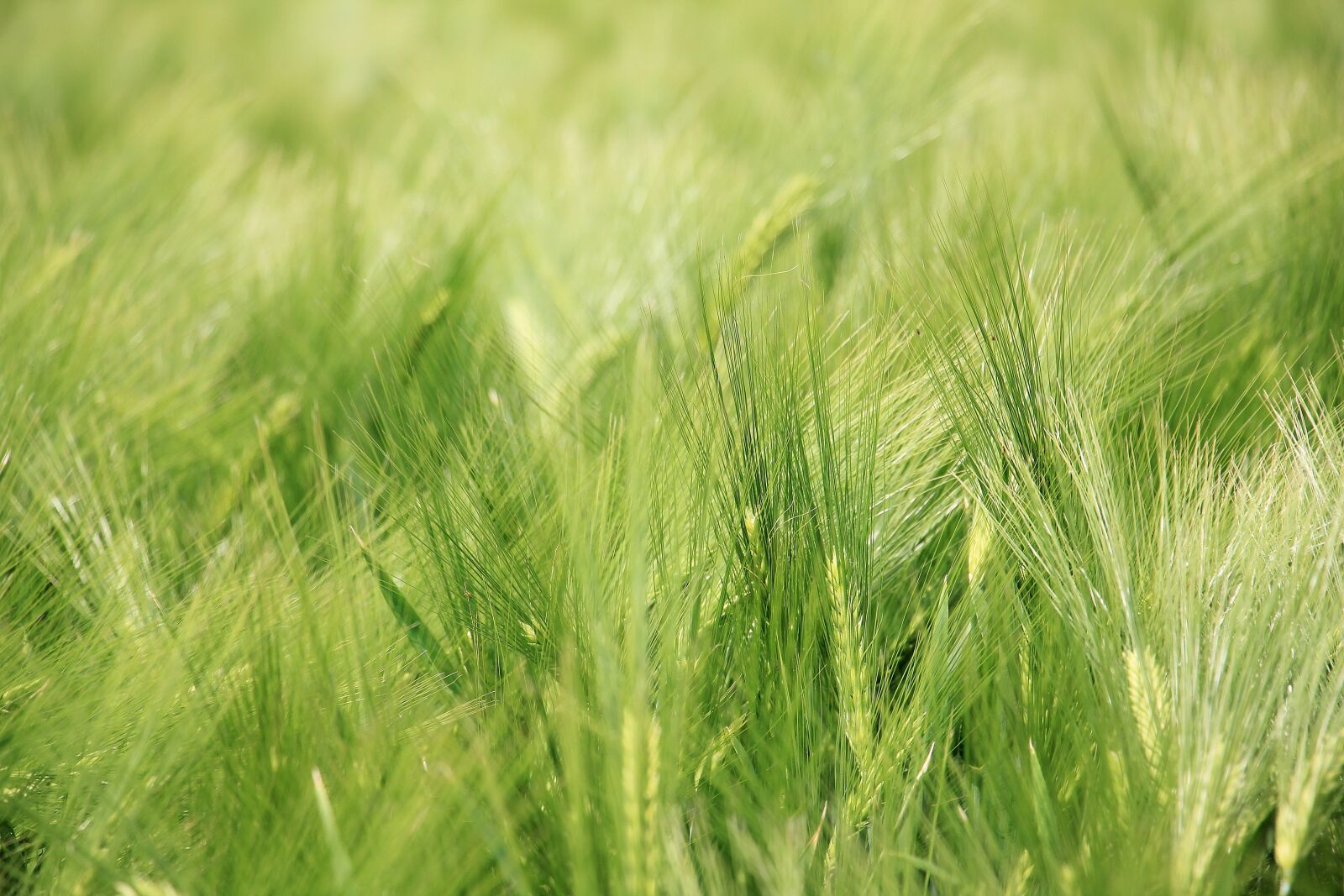 Canon EOS 550D (EOS Rebel T2i / EOS Kiss X4) sample photo. Barley field, barley, cereals photography
