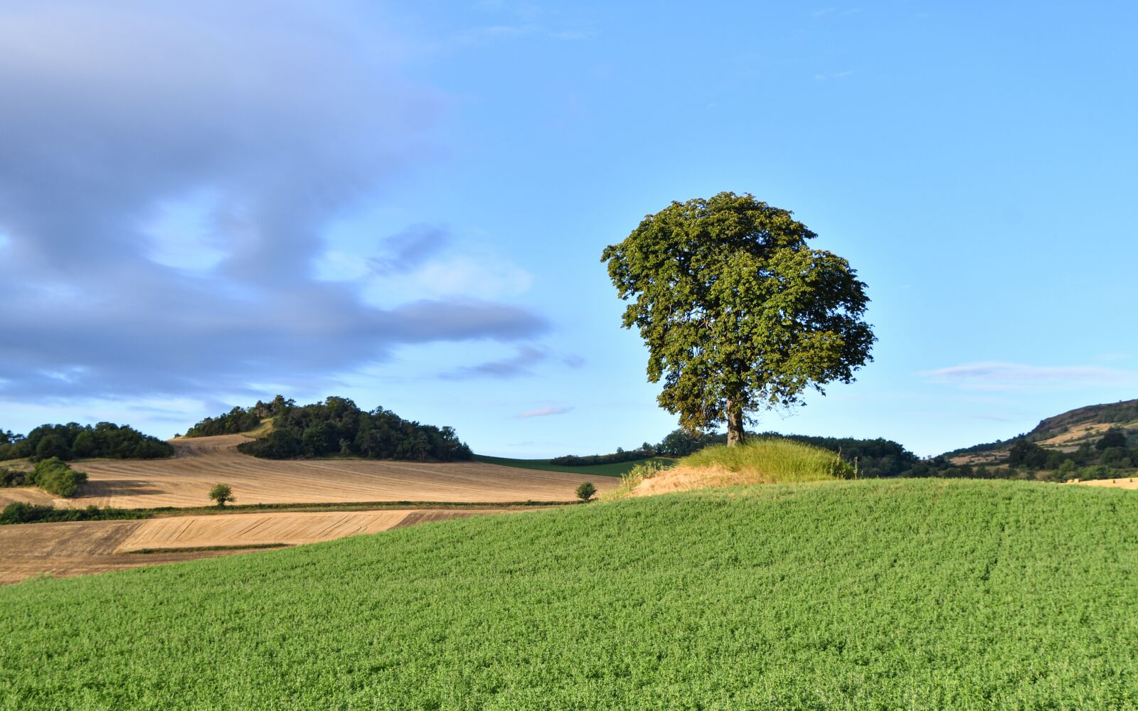 Nikon D500 sample photo. Field, tree, grass photography