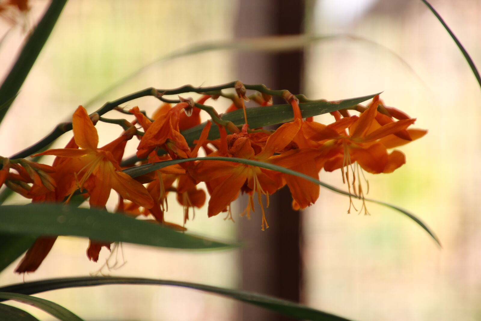 Canon EOS 7D Mark II sample photo. Flower, garden, orange, flower photography