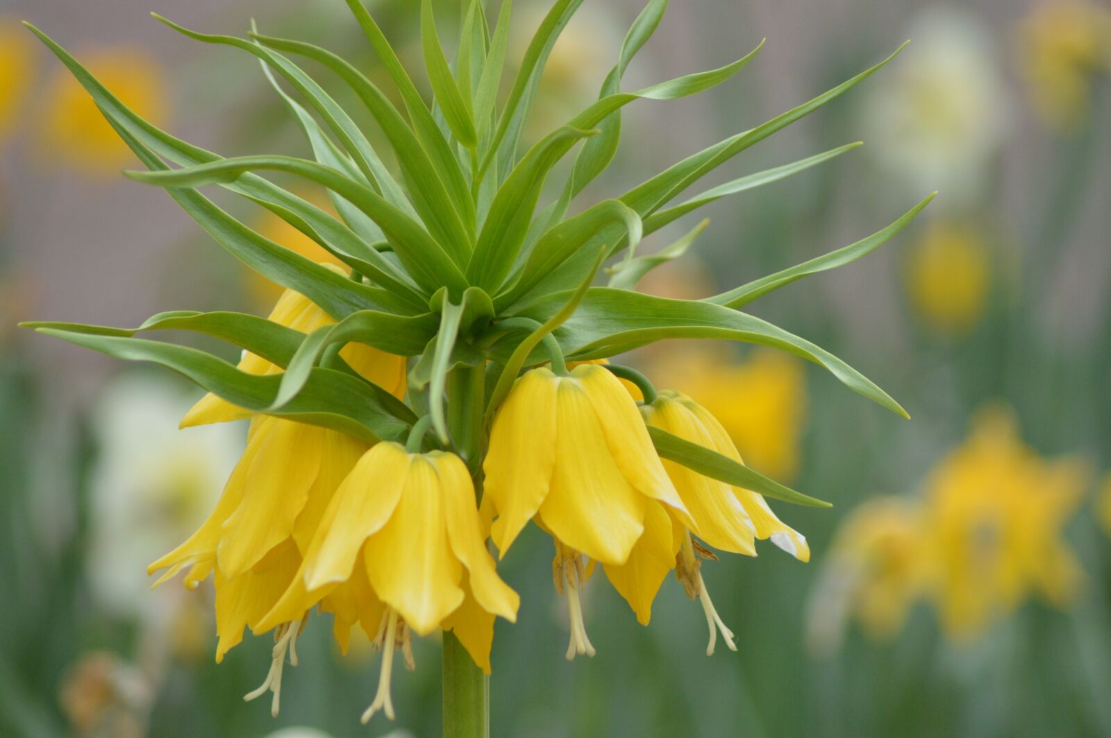 Nikon D3200 sample photo. Flower, parterre, yellow photography