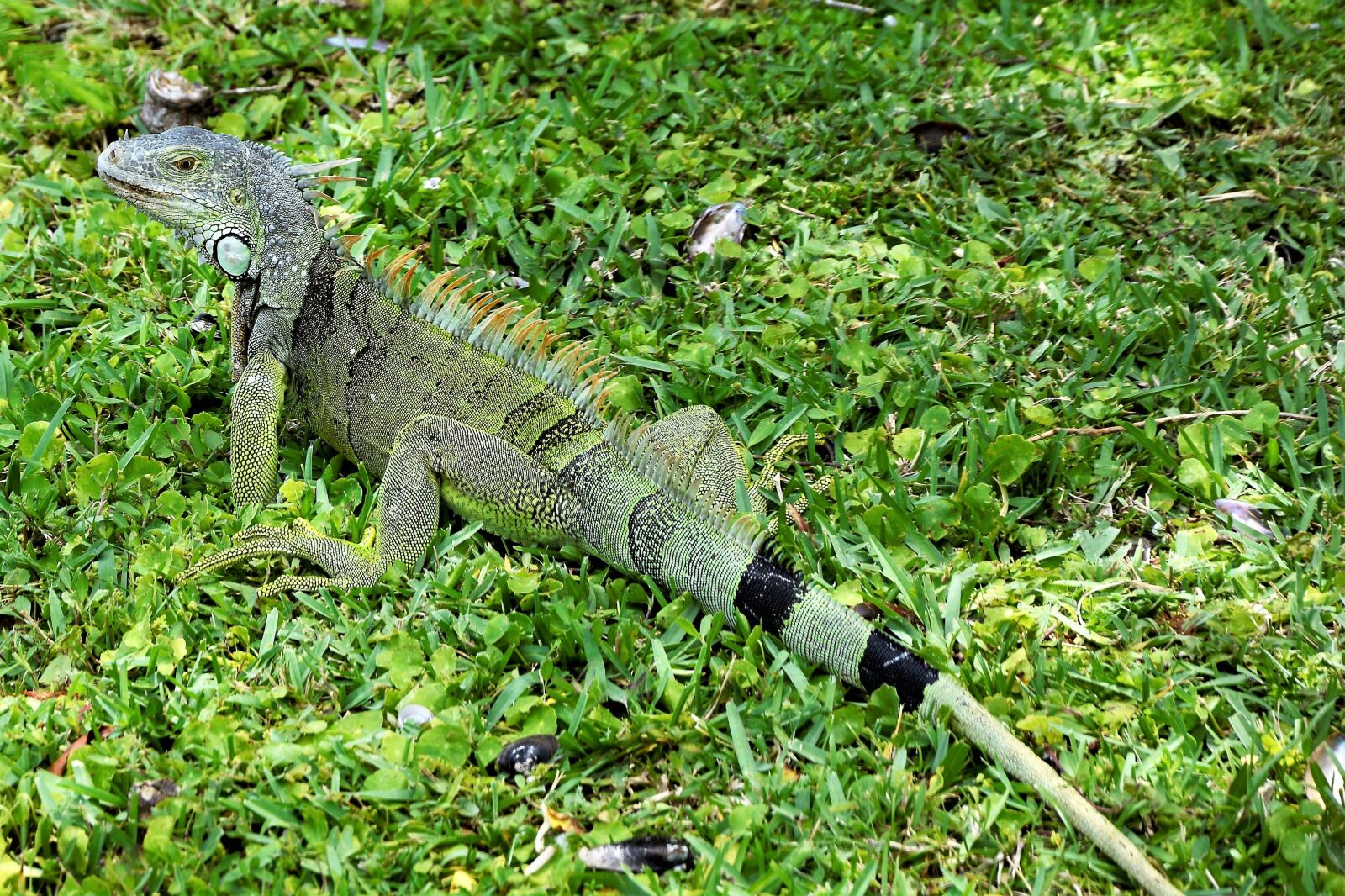 Nikon D7100 sample photo. Iguana, lizard, green photography