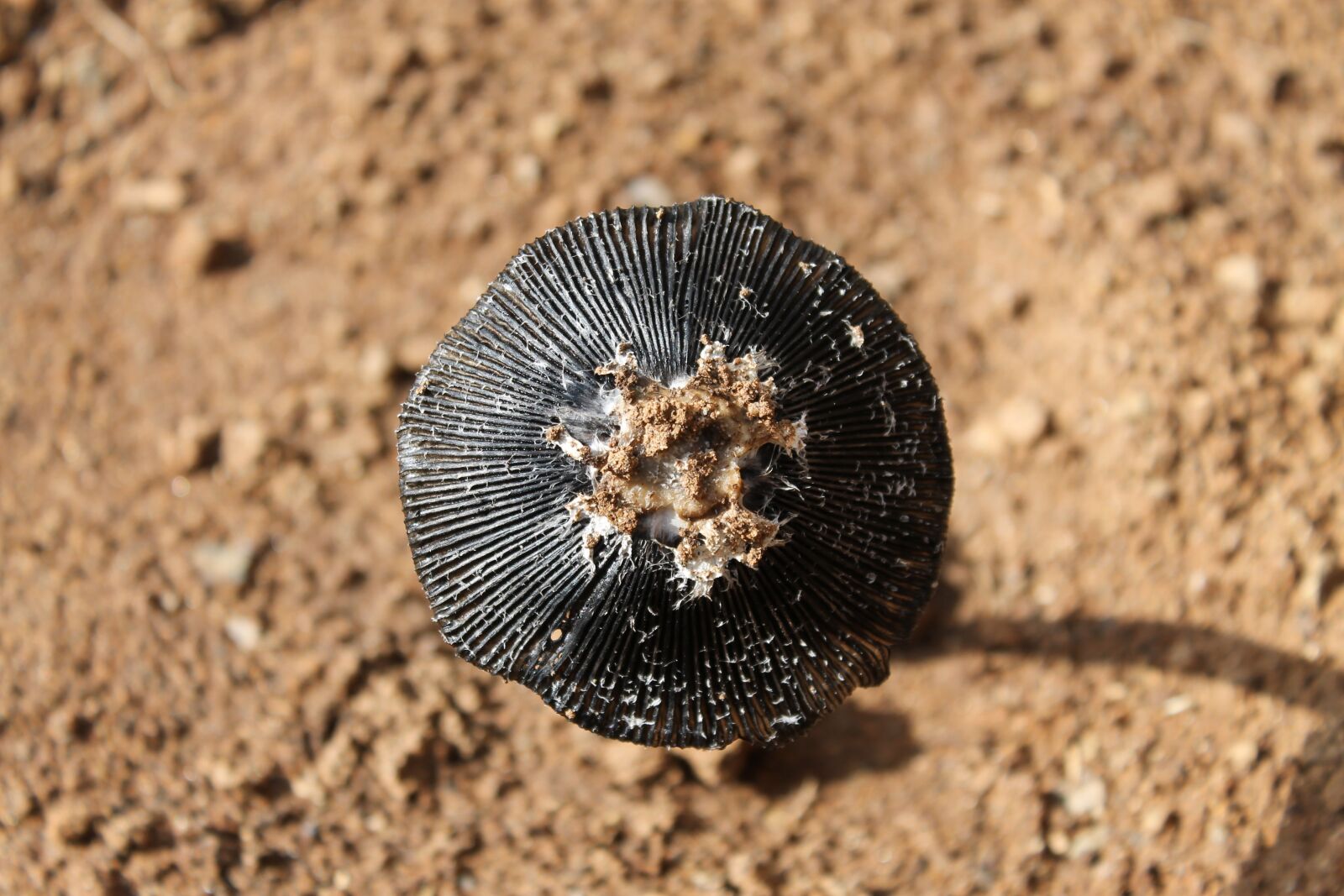 Canon EOS 1100D (EOS Rebel T3 / EOS Kiss X50) sample photo. Mushroom, fungi, land photography