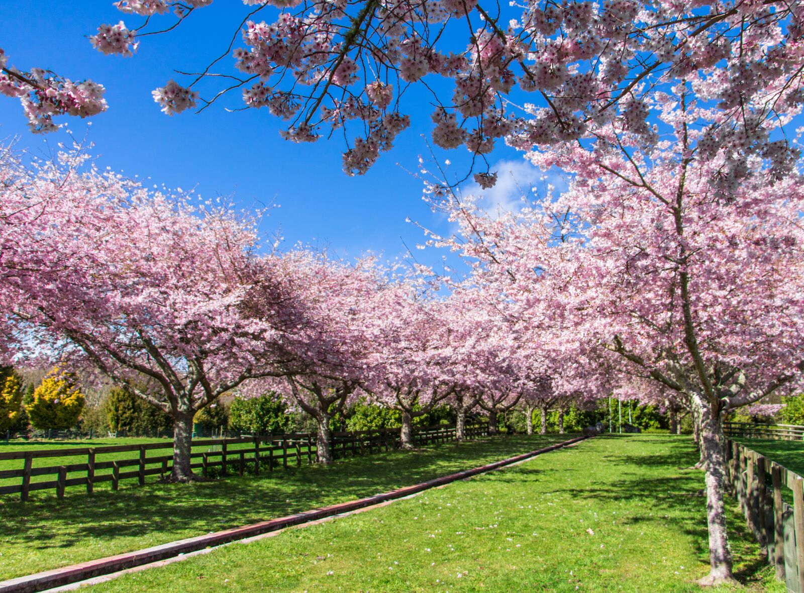 Canon EOS 760D (EOS Rebel T6s / EOS 8000D) sample photo. Spring, blossom, peace garden photography