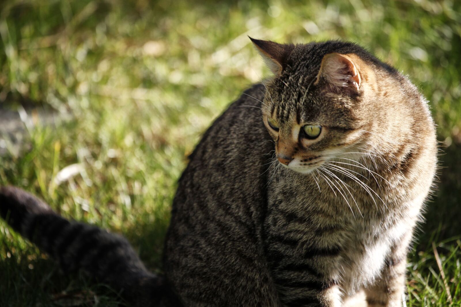 Canon EOS 5D Mark II sample photo. Cat, animal, predator photography
