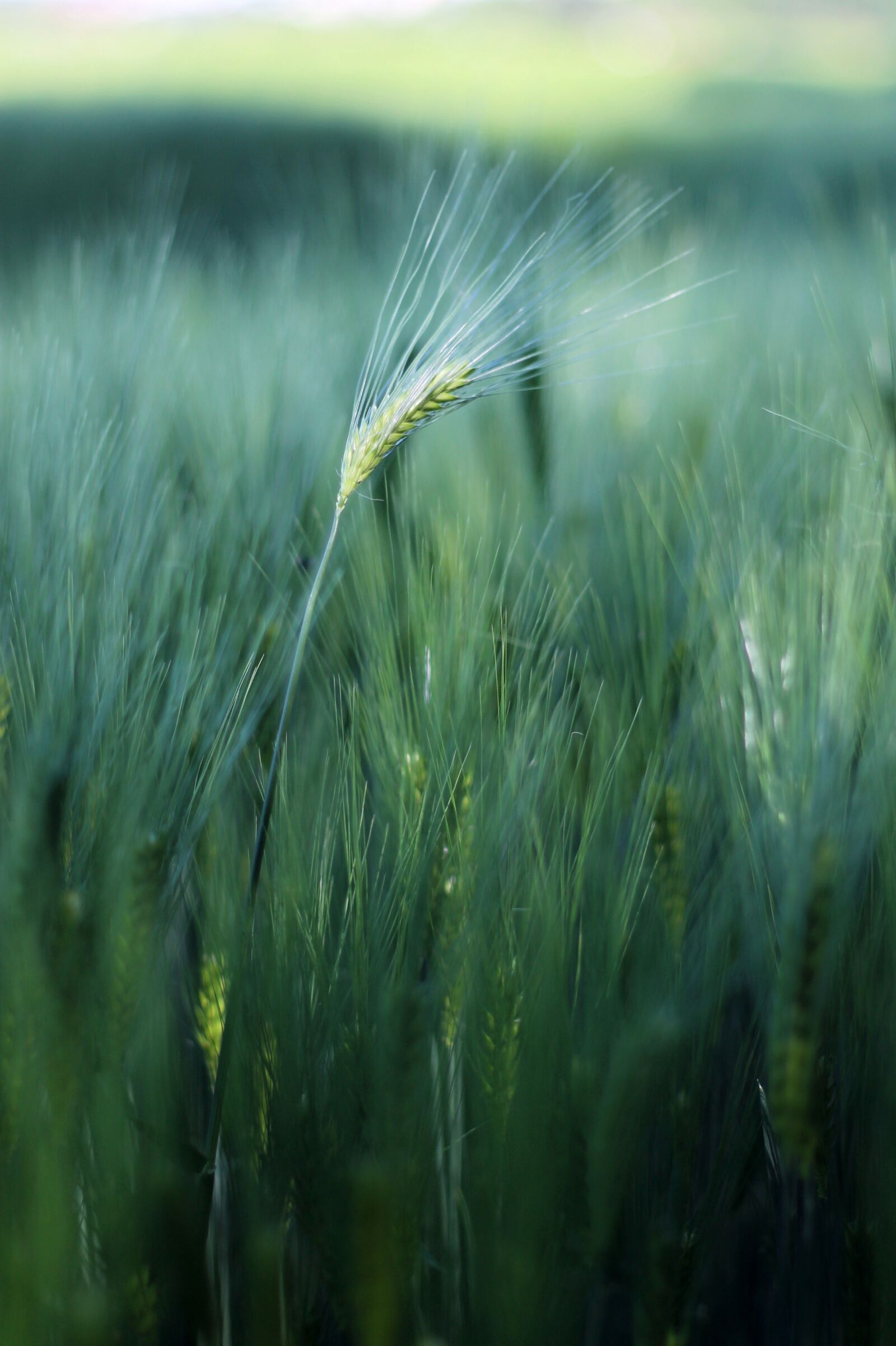 Canon EOS 1100D (EOS Rebel T3 / EOS Kiss X50) + Canon EF 50mm F1.8 II sample photo. Barley, field, green photography