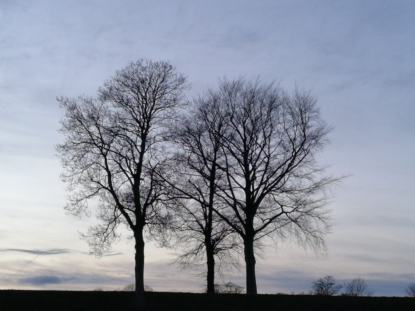 HUAWEI P10 Plus sample photo. Trees, sky, flock photography