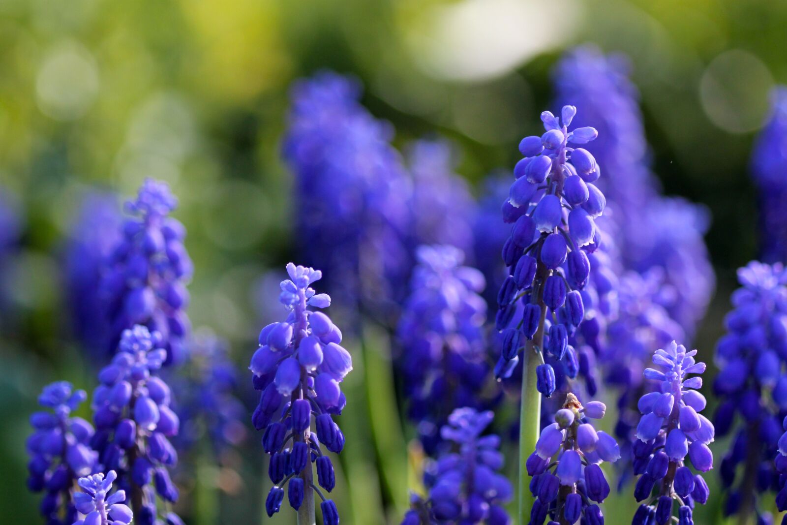Canon EOS 500D (EOS Rebel T1i / EOS Kiss X3) sample photo. Grape hyacinths, spring, blue photography