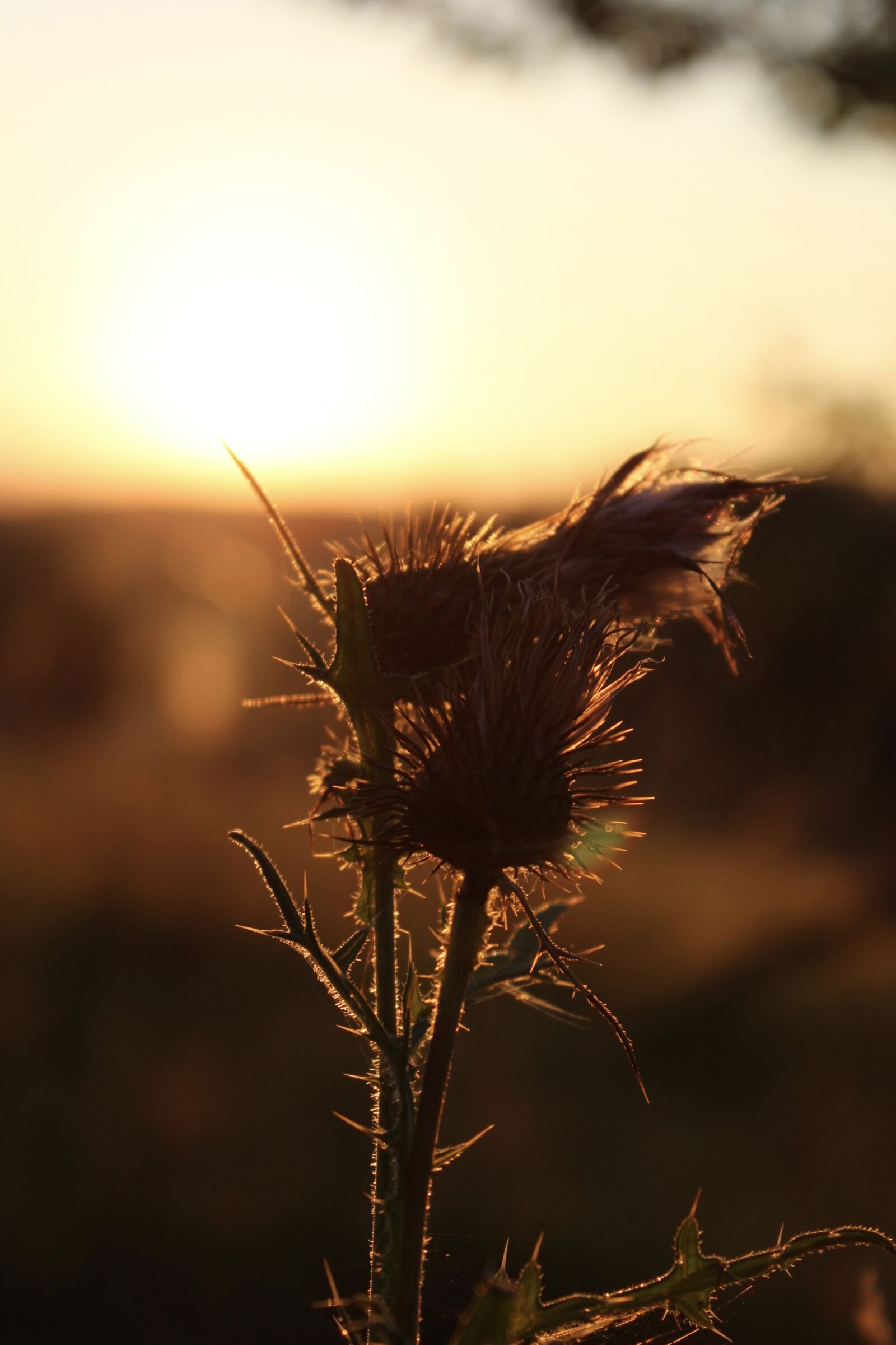 Canon EOS 1200D (EOS Rebel T5 / EOS Kiss X70 / EOS Hi) sample photo. Sun, gold, nature photography