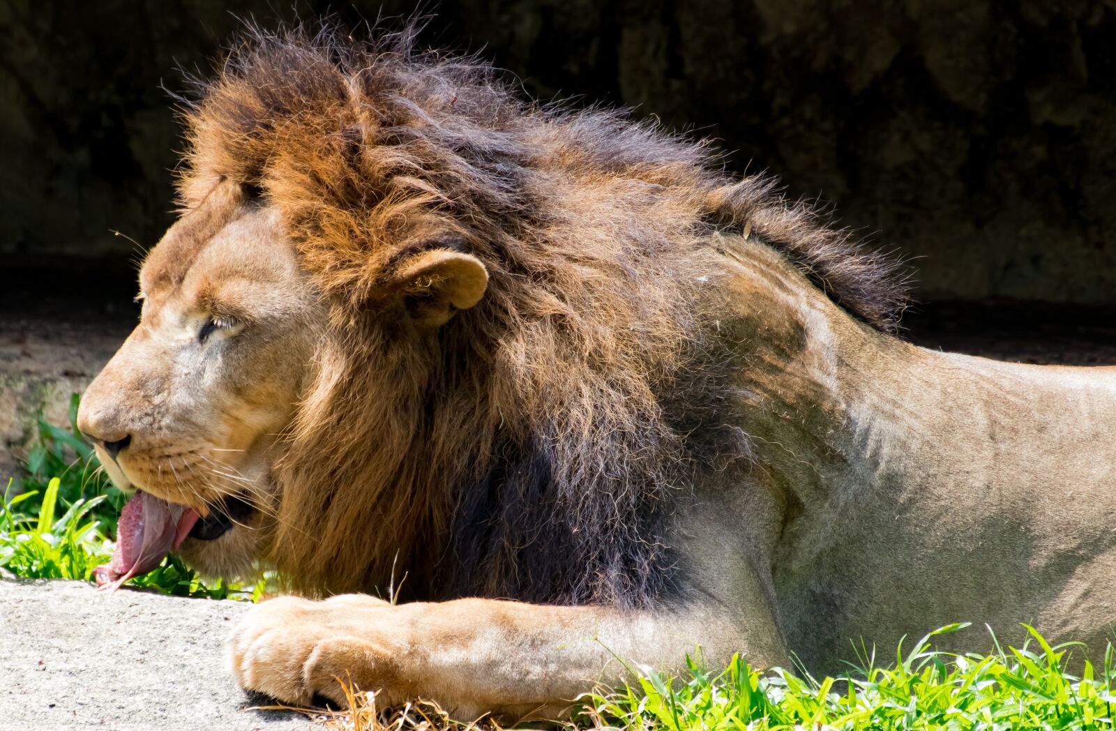 Canon EOS 800D (EOS Rebel T7i / EOS Kiss X9i) sample photo. Lion, cat, africa photography