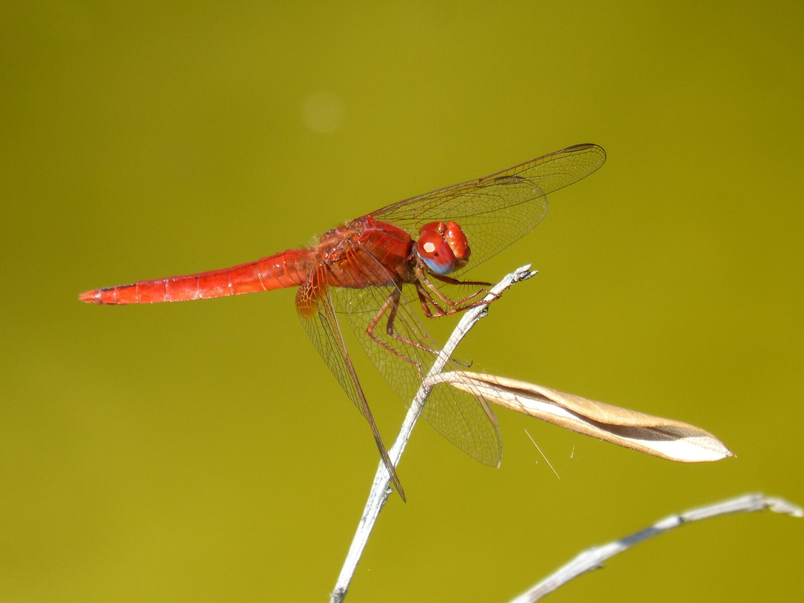 Panasonic DMC-FZ62 sample photo. Dragonfly, red dragonfly, branch photography