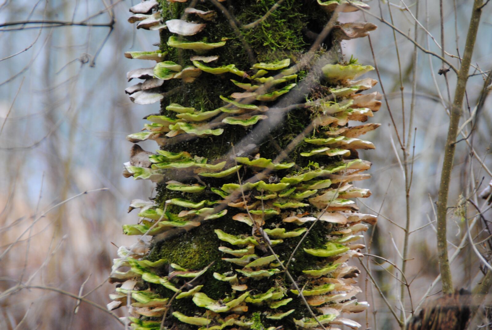 Nikon D3000 sample photo. Tree, baumschwamm, nature photography