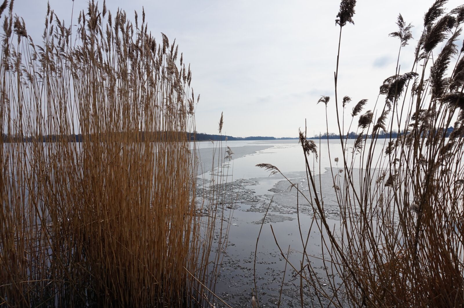 Sony Alpha a5000 (ILCE 5000) sample photo. Reed, nature, waters photography