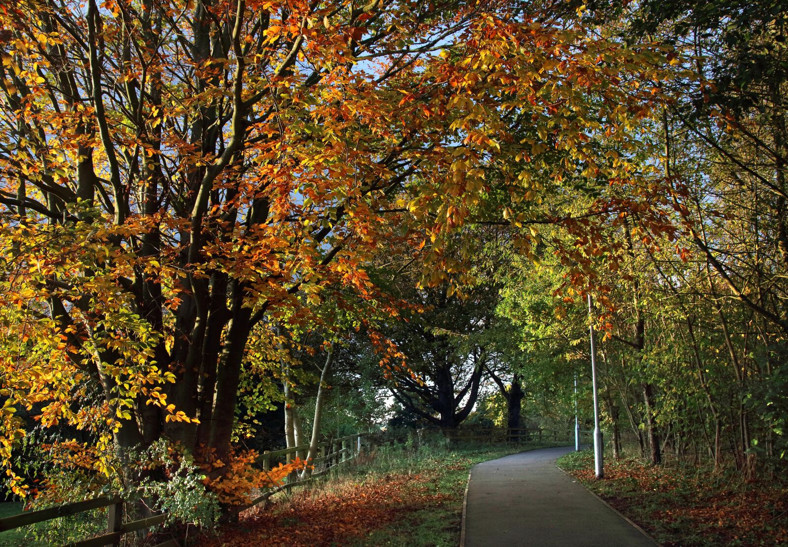 Canon EOS 80D sample photo. Autumn, leaves, england photography