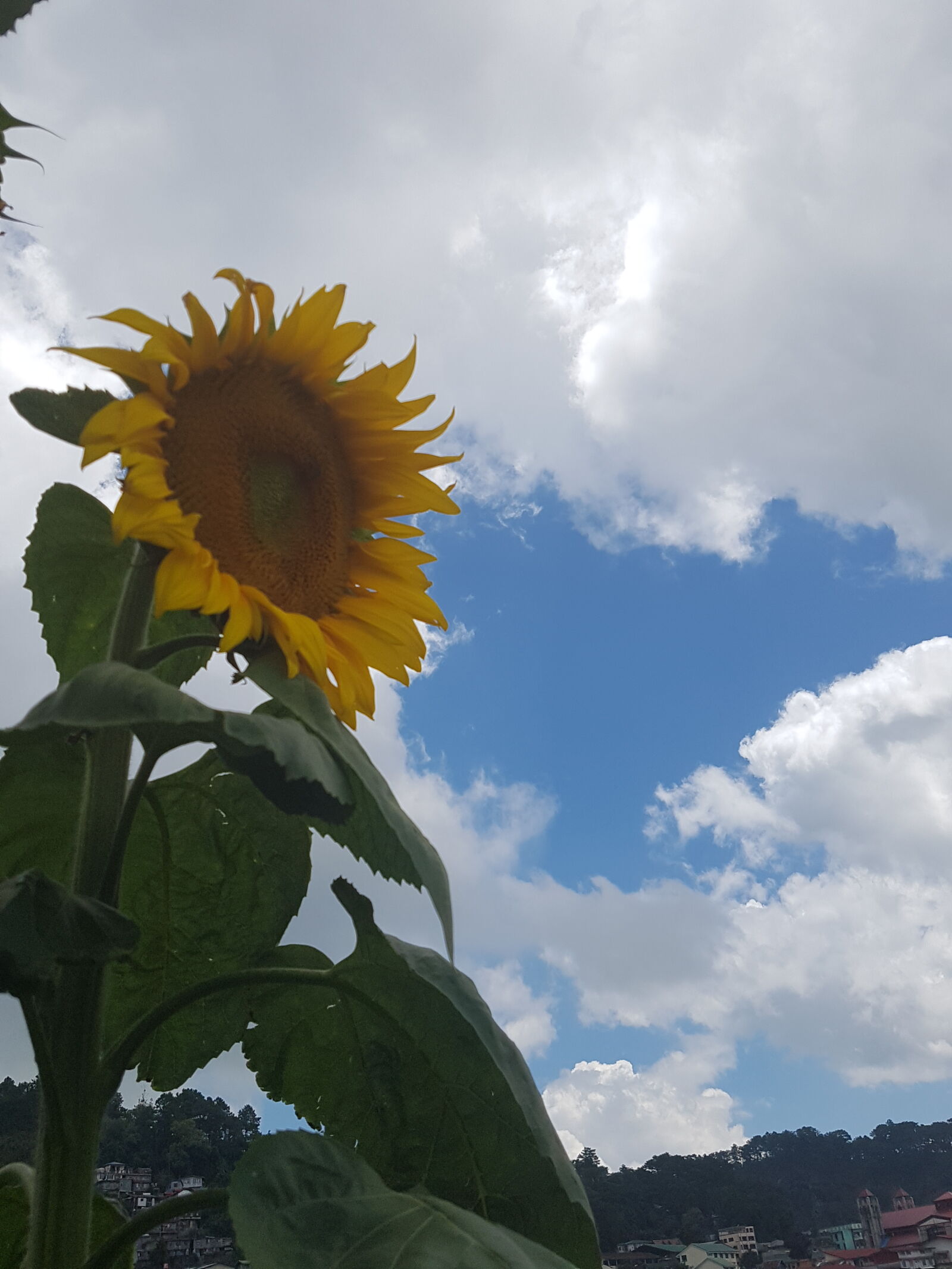 Samsung Galaxy S7 sample photo. Sunflower, sunshine, mornings, bloom photography