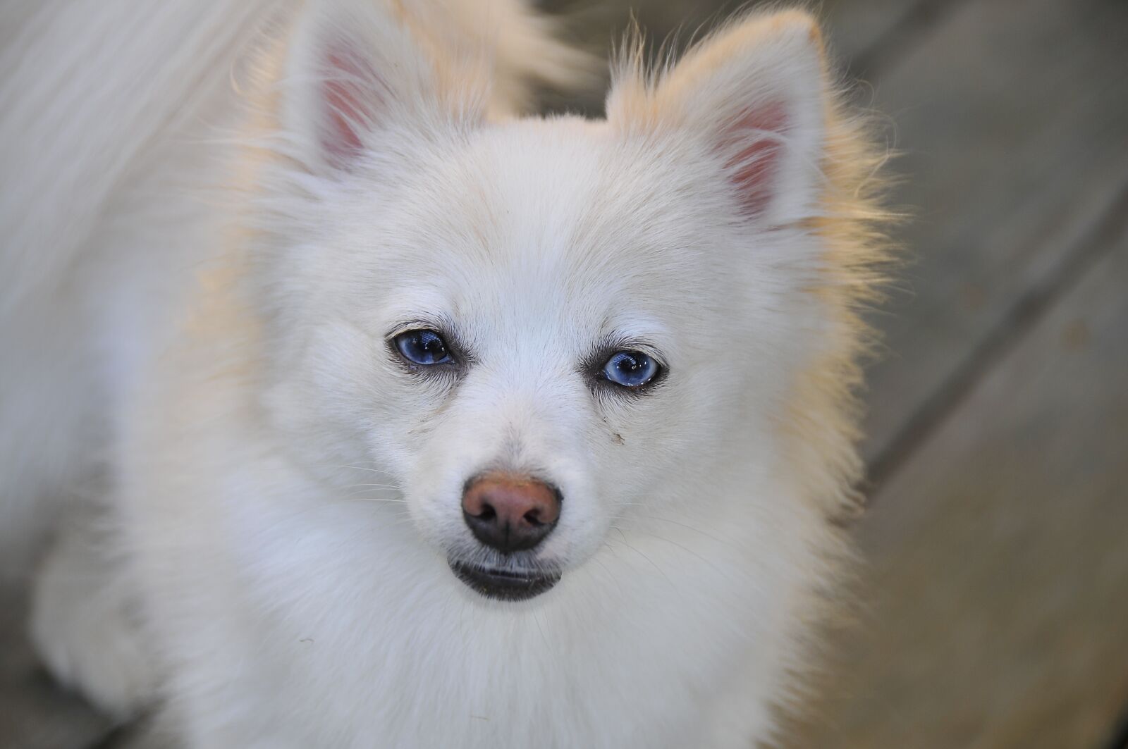 Nikon D300 sample photo. Dog, pomeranian, white photography