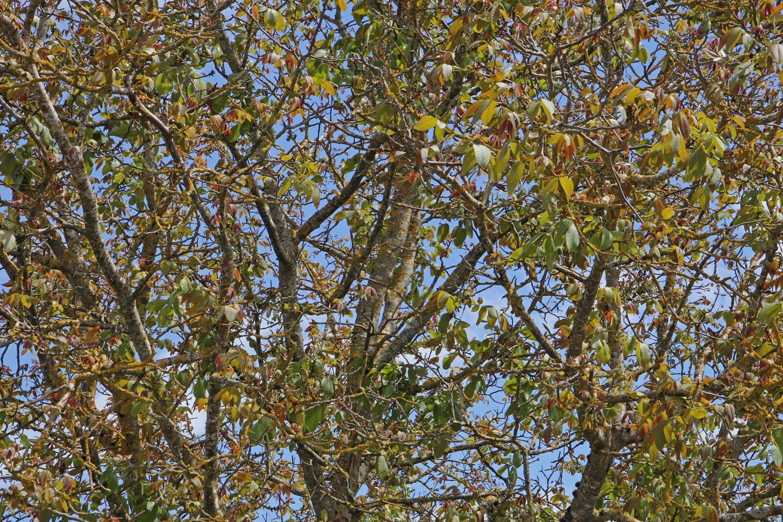 Canon EOS 60D + Tamron 16-300mm F3.5-6.3 Di II VC PZD Macro sample photo. Walnut, garden, tree photography