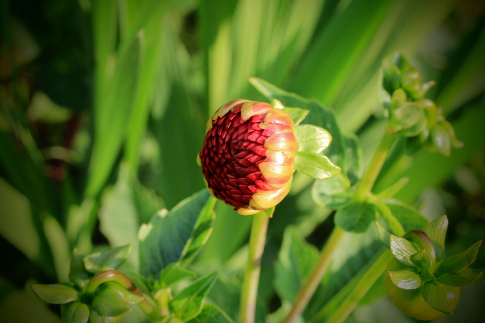 Canon EF-S 35mm F2.8 Macro IS STM sample photo. Blossom, bloom, bud photography