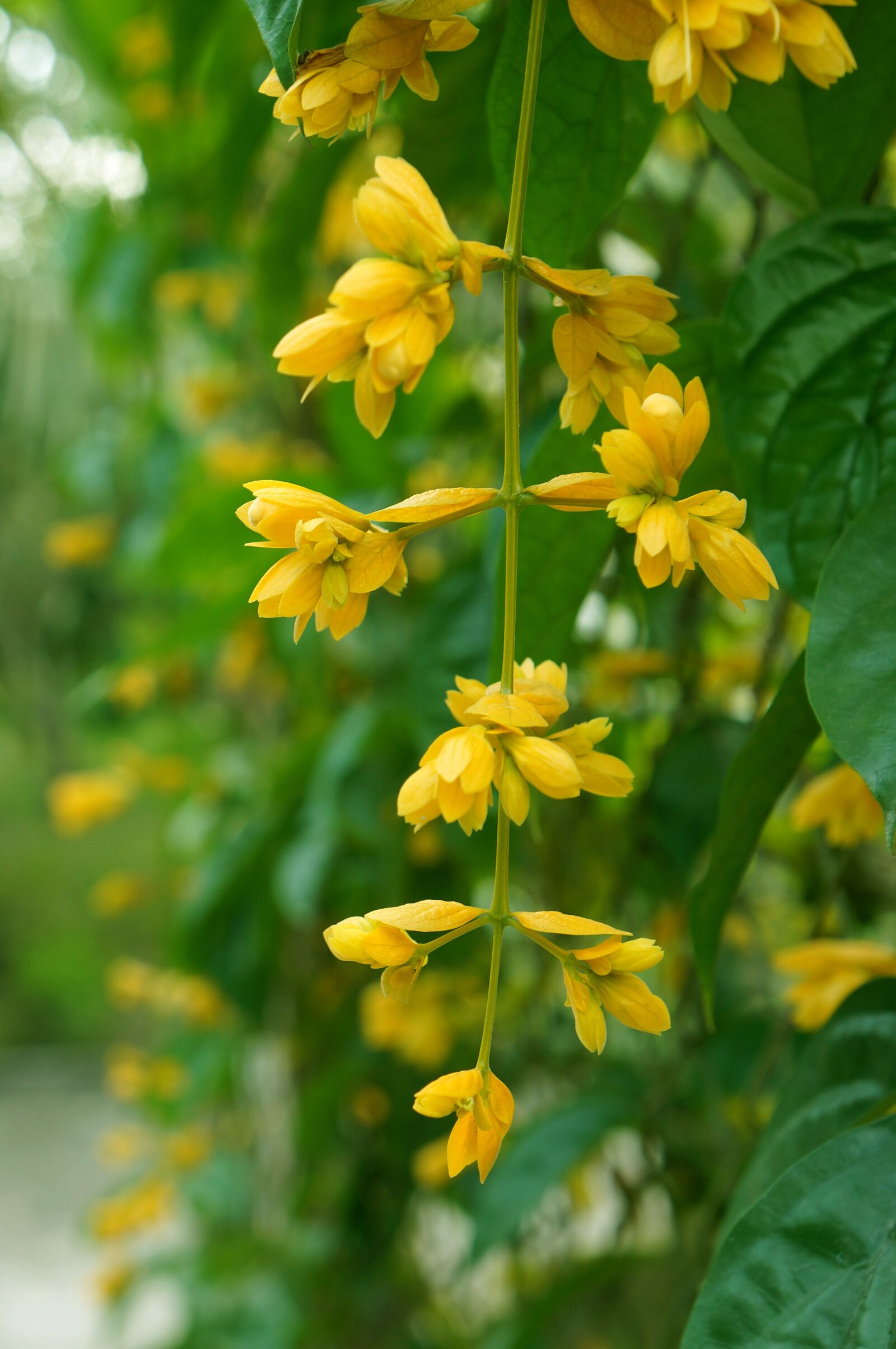 Sony Alpha NEX-F3 + Sony E 18-55mm F3.5-5.6 OSS sample photo. Yellow flowers, bunches of photography