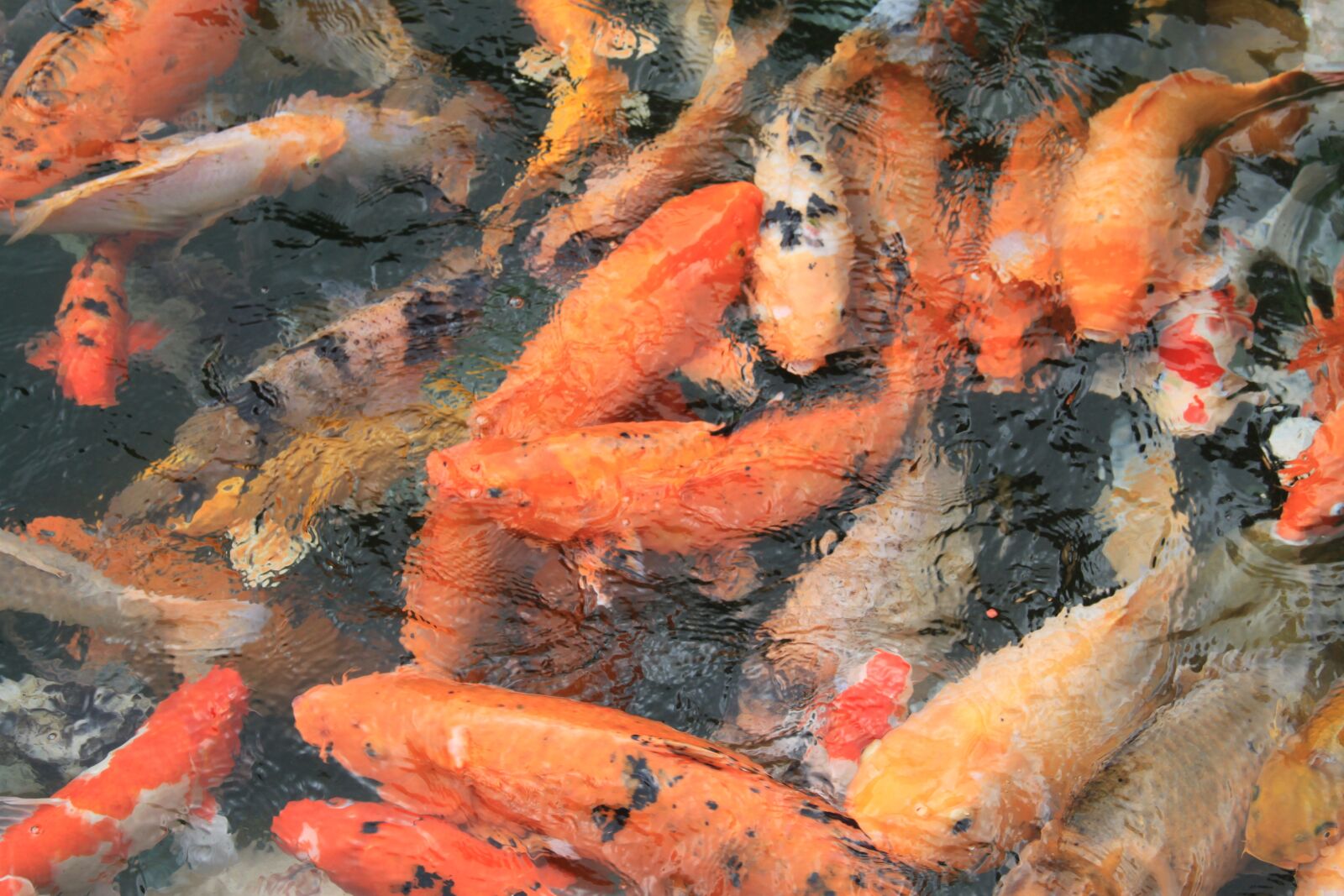 Canon EOS 500D (EOS Rebel T1i / EOS Kiss X3) sample photo. Fish, water, no one photography