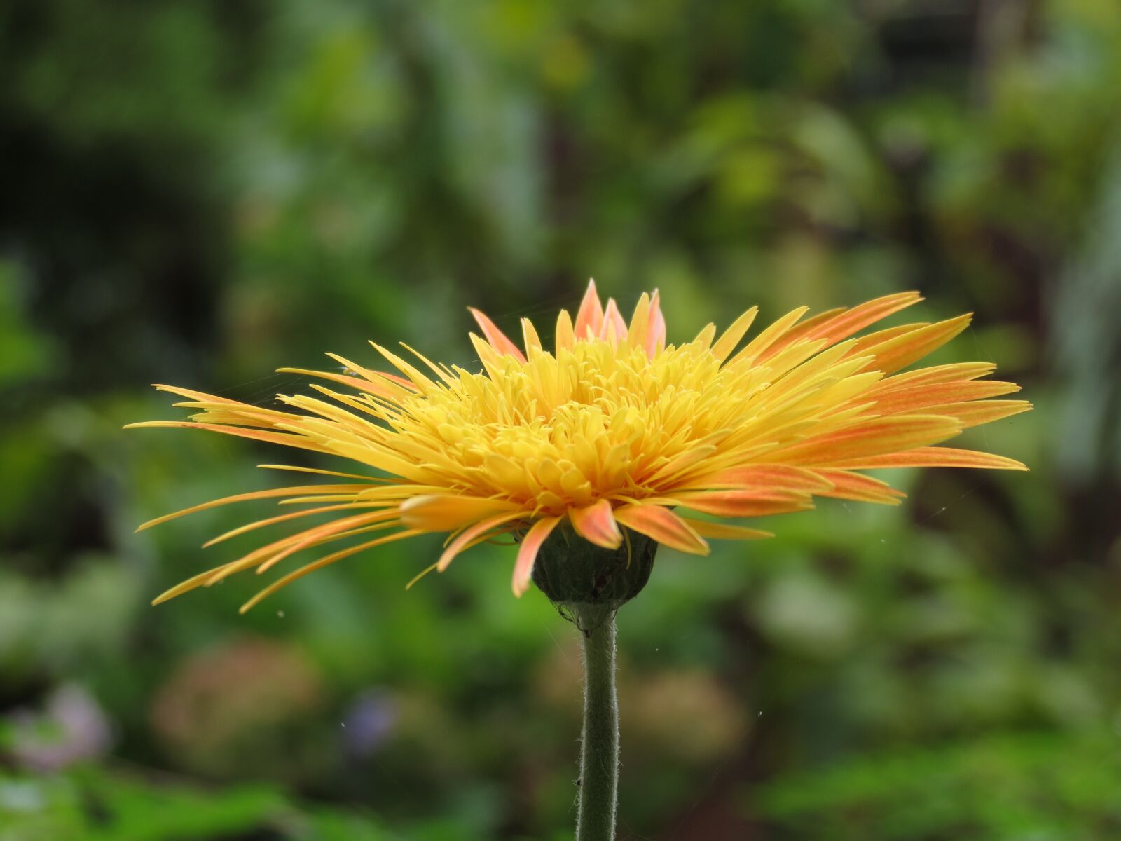 Canon PowerShot SX40 HS sample photo. Flower, gerbera, nature photography