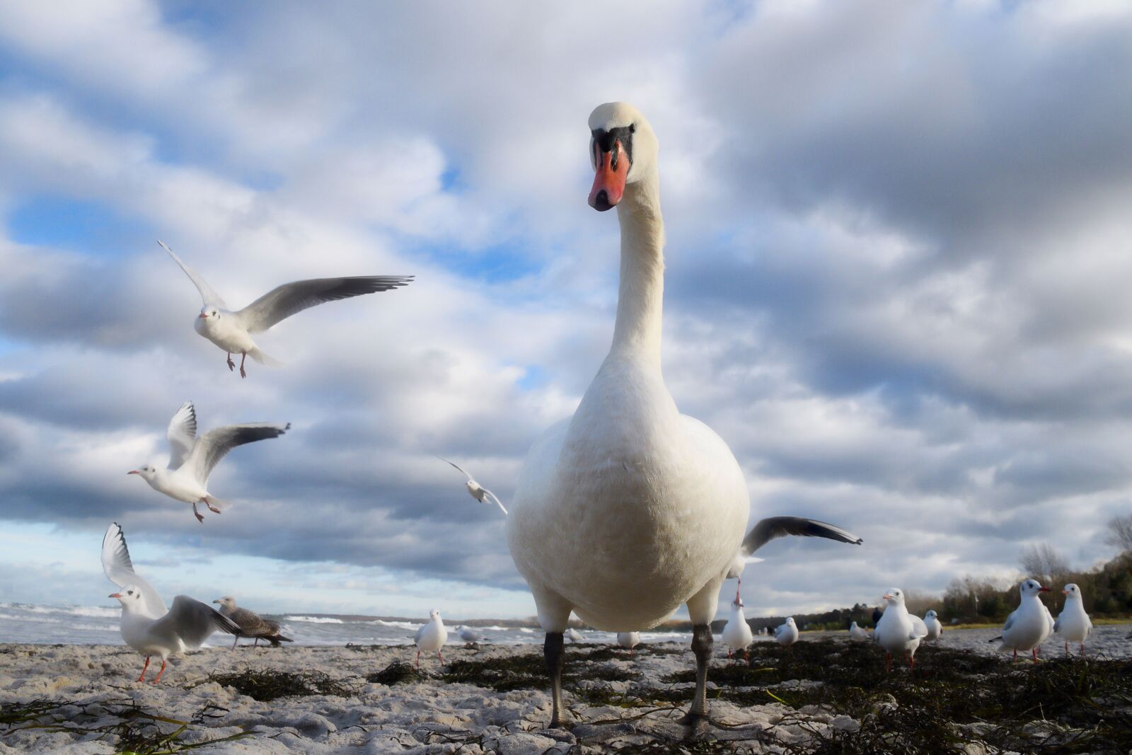 Nikon D5300 sample photo. Baltic sea, swan, swans photography