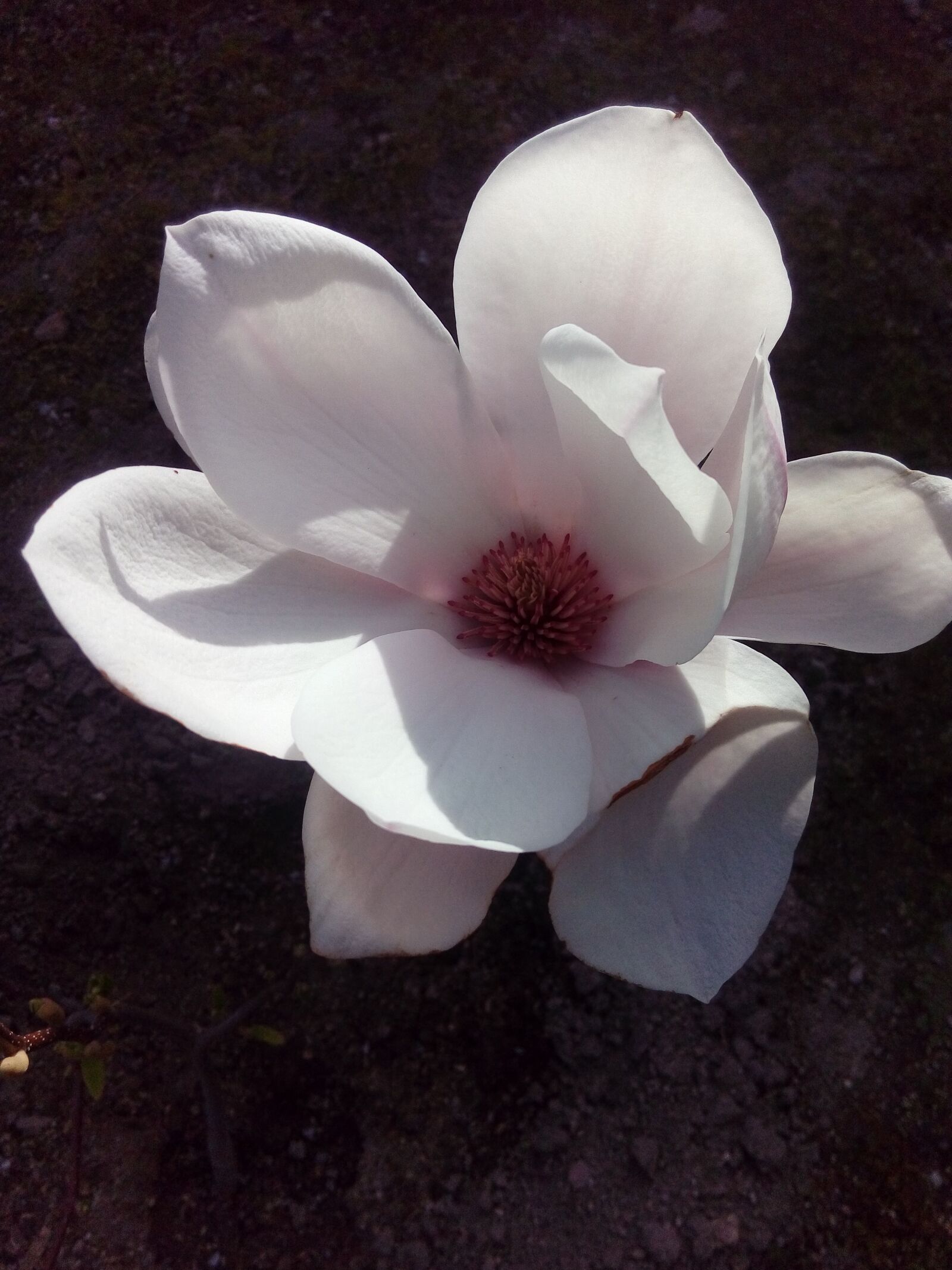 HTC DESIRE 626G+ DUAL SIM sample photo. Magnolia, flower photography