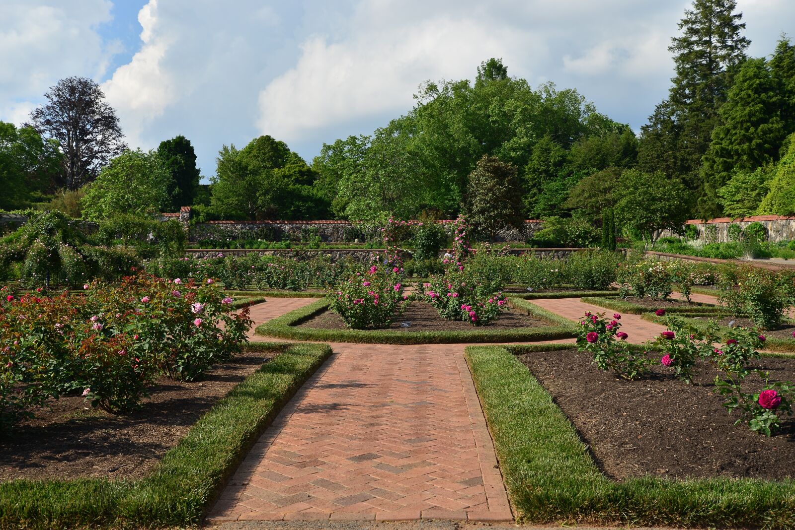 Nikon D610 sample photo. Rose, garden, north carolina photography