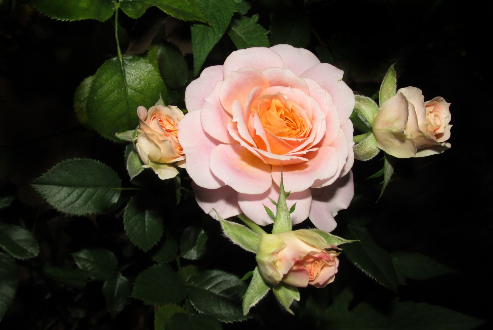 Canon PowerShot SX170 IS sample photo. Roses, flowers, pink photography