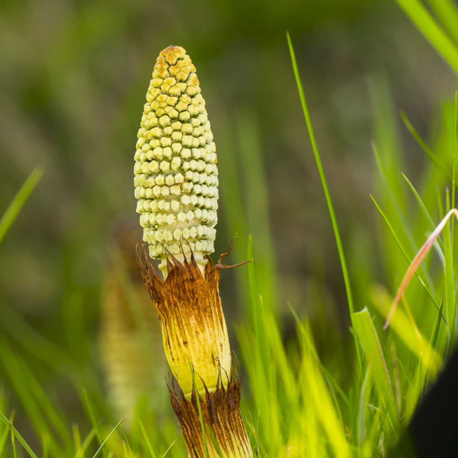Canon EOS 700D (EOS Rebel T5i / EOS Kiss X7i) sample photo. Horsetail, cattail, equisetum arvense photography