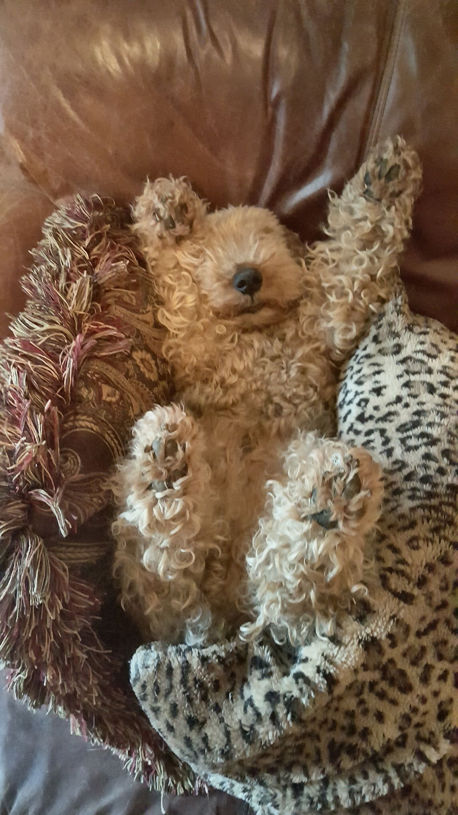 Samsung Galaxy Note5 sample photo. Welsh terrier, nap time photography