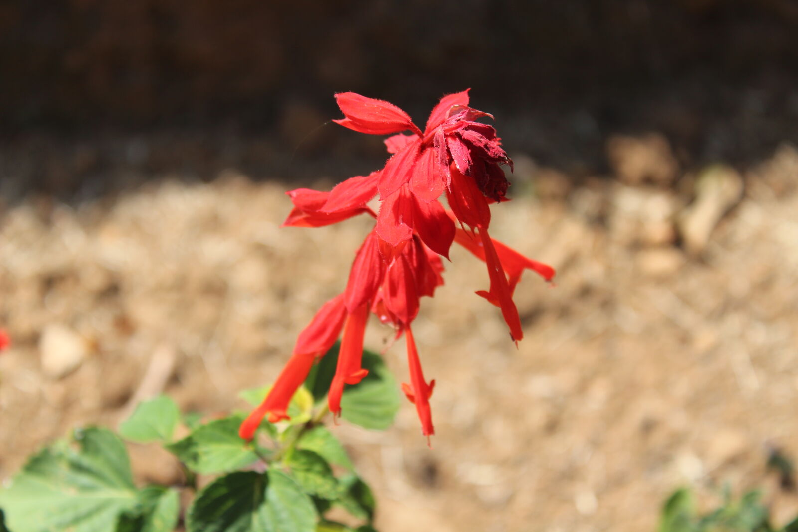 Canon EOS 1300D (EOS Rebel T6 / EOS Kiss X80) sample photo. Flower photography