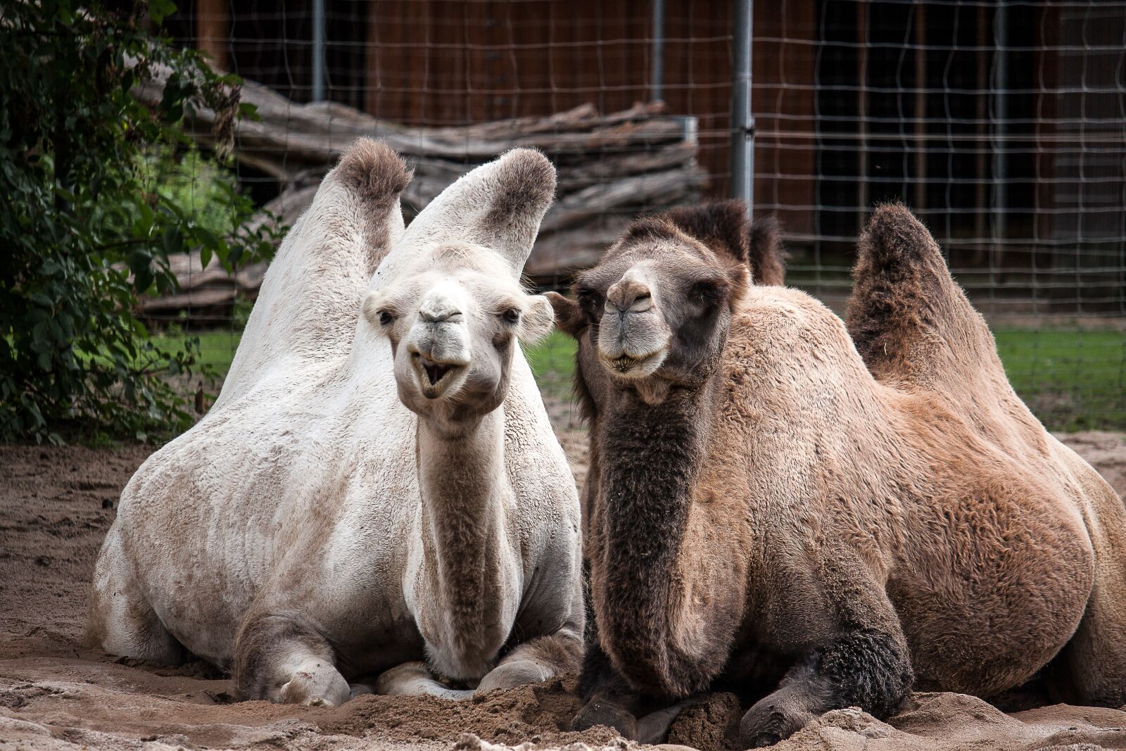 Canon EOS 50D sample photo. Camels, camel, desert photography