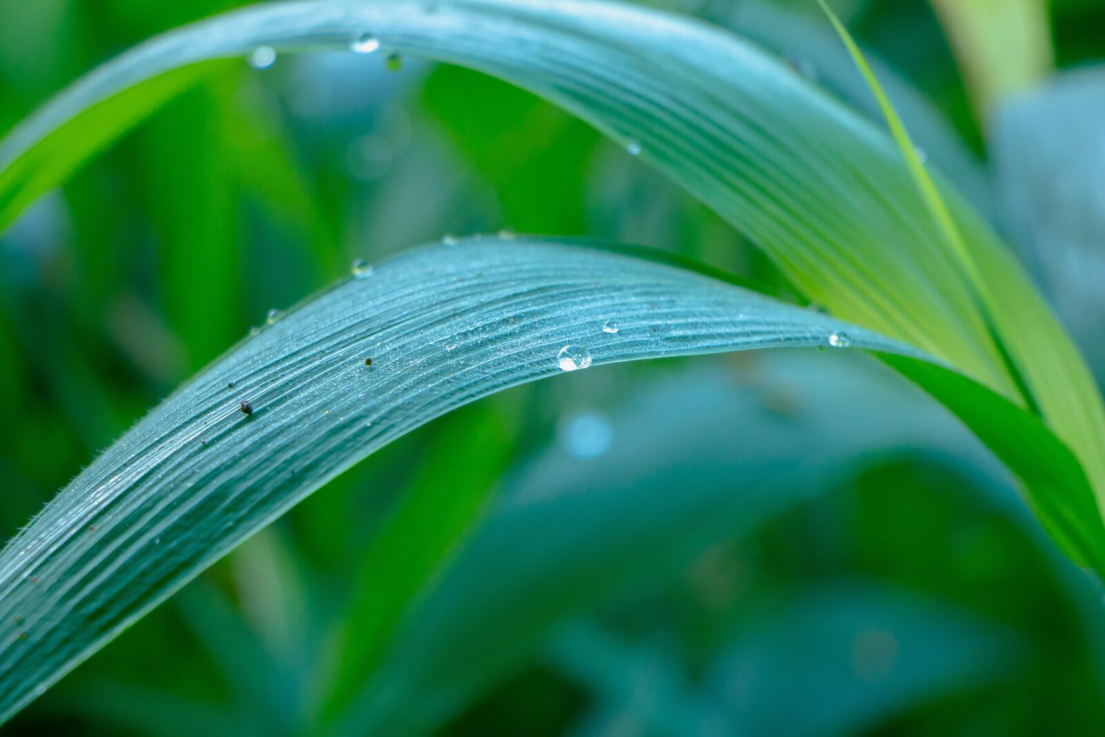 Canon EOS 70D + Canon EF-S 18-135mm F3.5-5.6 IS STM sample photo. Leaf, nature, leaves photography