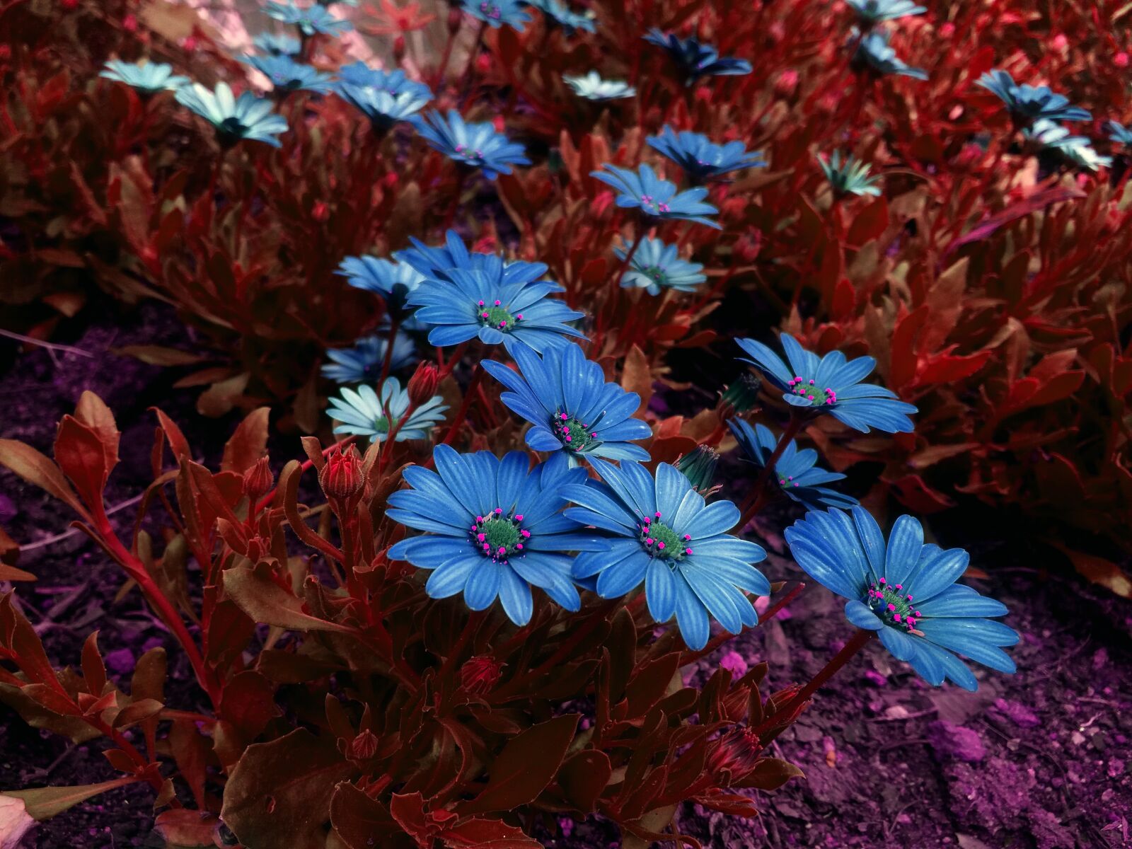 Samsung Galaxy J5 sample photo. Beautiful flowers, flowers, garden photography
