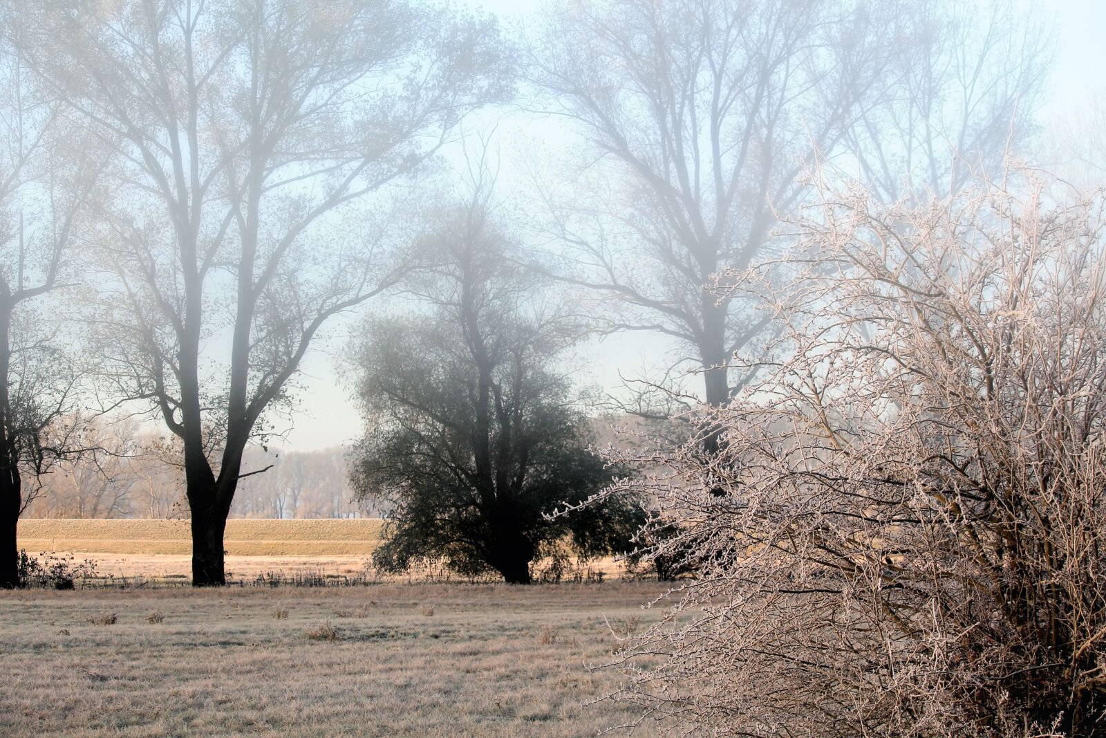 Canon EF-S 55-250mm F4-5.6 IS STM sample photo. Fog, landscape, trees photography