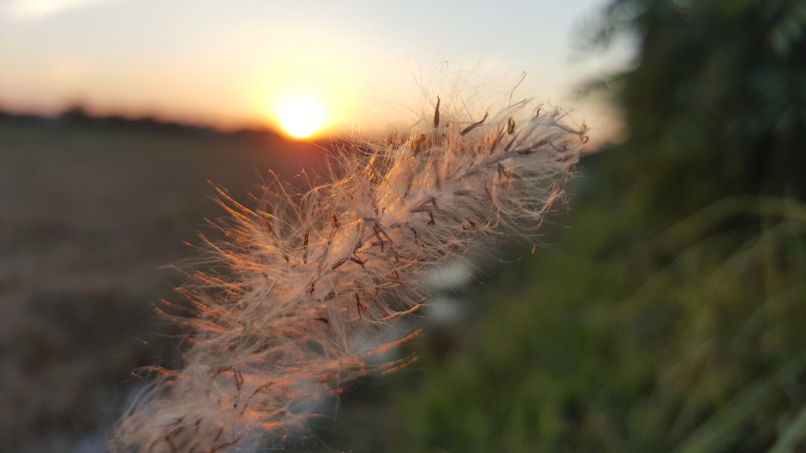 Samsung GALAXY S6 edge sample photo. Sun, flower, sky photography